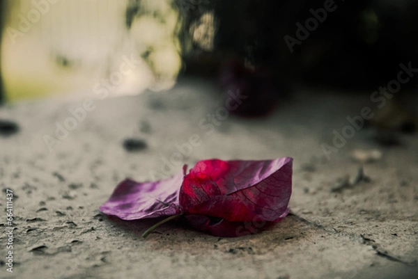 Obraz red leaf on the ground