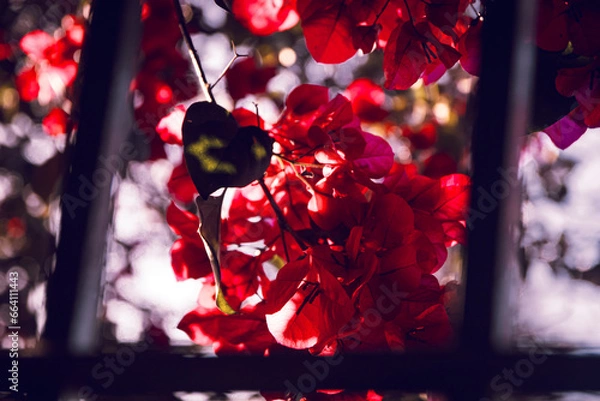 Obraz red flower in the night