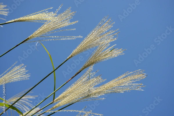 Fototapeta ススキの風景