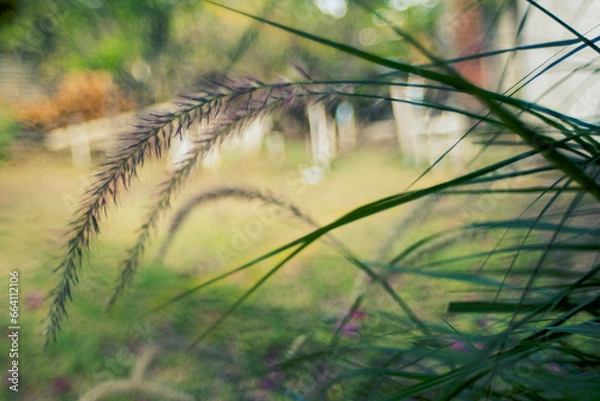 Obraz grass in the wind