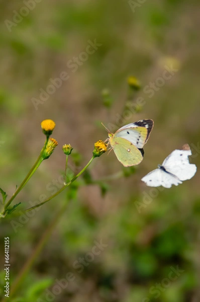 Fototapeta 黄色い花にとまるモンキチョウとモンシロチョウ、秋の野原で。