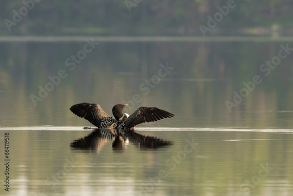 Fototapeta loon in the water wings opened reflection