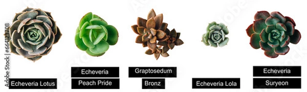 Fototapeta Set of various succulents isolated on a white background, Decorative botanical design elements. Top view. Flat lay