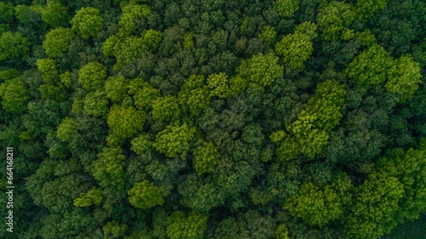 Fototapeta Looking down from a bird's eye view at green treetops in a forest