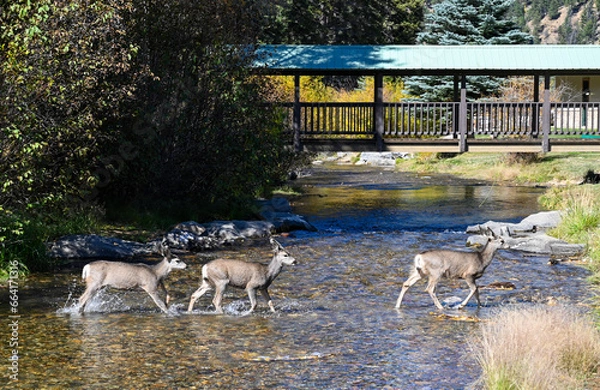 Obraz deer in the woods