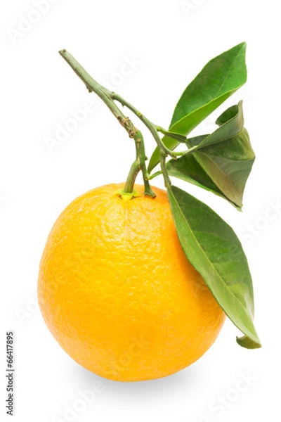 Fototapeta Orange with leaves on a white background