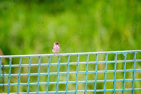 Obraz two sparrows on a fence