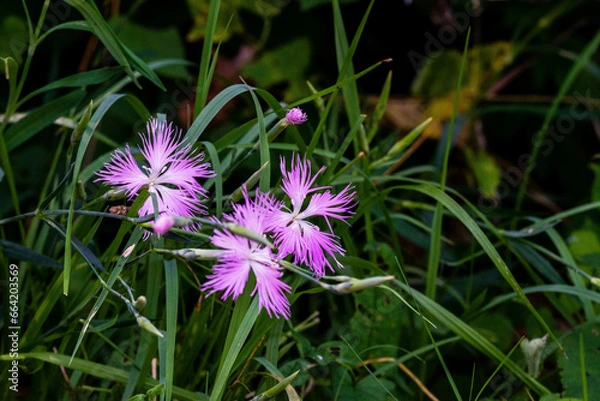 Fototapeta サギ草