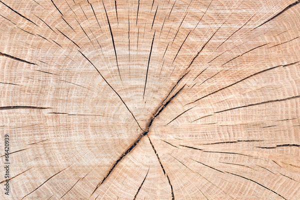 Obraz Texture bois naturel.