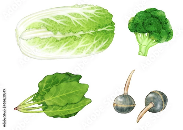 Fototapeta Chinese cabbage, broccoli, spinach, and arrowhead drawn with digital watercolor