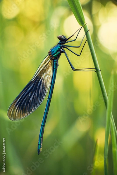Obraz Dragonfly