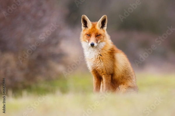 Obraz beautiful red fox