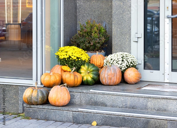 Obraz Large ripe pumpkins with autumn chrysanthemums on the stone steps of the porch of the house.