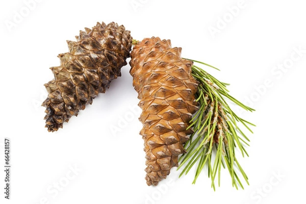 Obraz fir cones