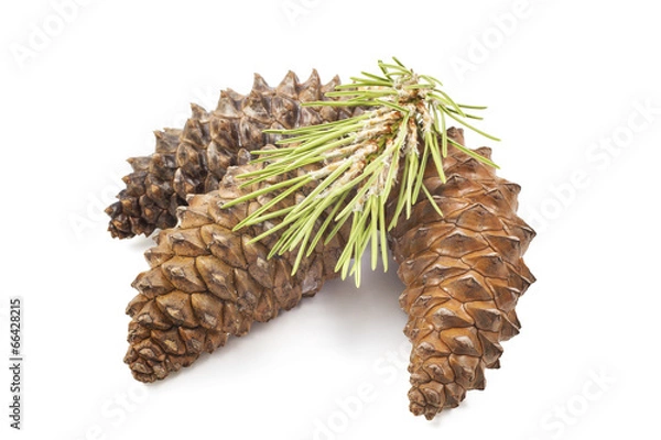Obraz fir cones