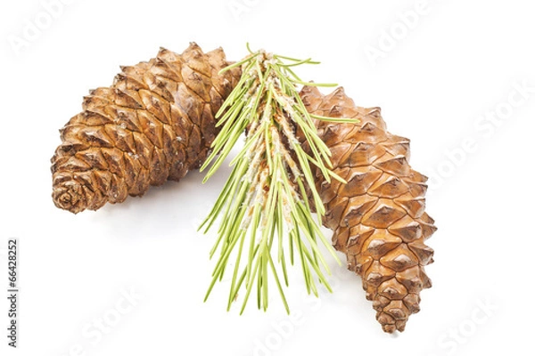 Obraz fir cones