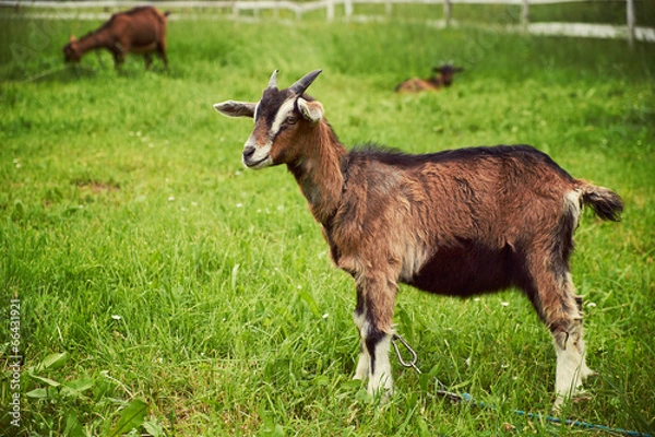 Obraz Goat