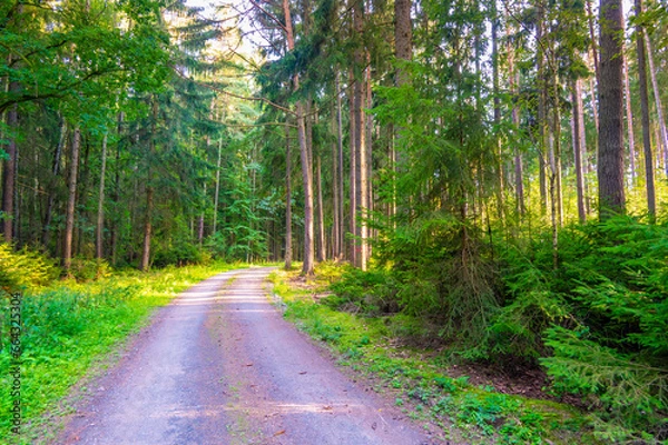 Fototapeta View of magical forest in soft light. Detail of forest lumber industry.