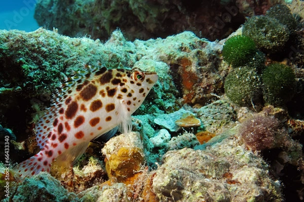 Obraz pixie hawkfish (cirrhitichthys oxycephalus)