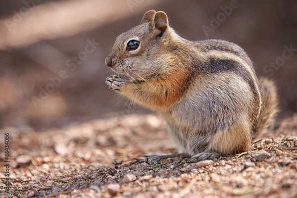 Obraz chipmunk in the Rocky Mountain National Park