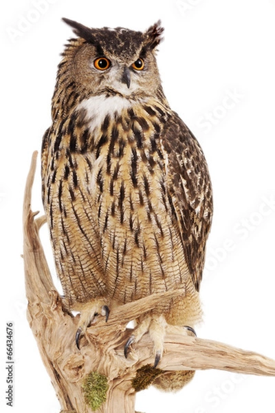 Obraz Puchacz (bubo bubo) na białym tle