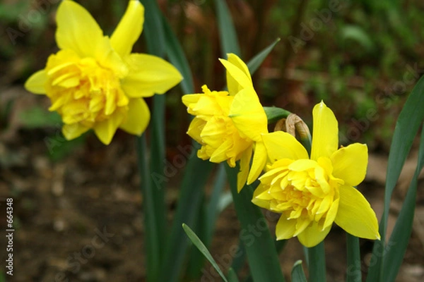 Obraz narcissus.