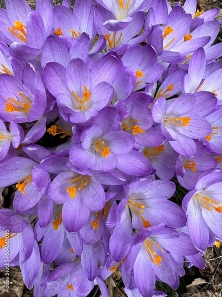 Obraz Krokusy wiosną