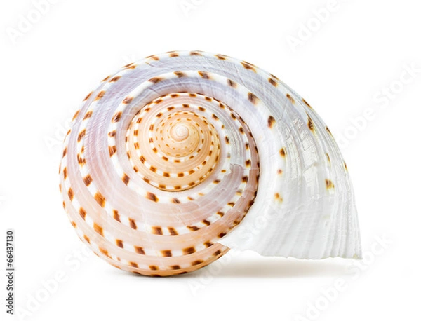 Obraz SEA SHELL