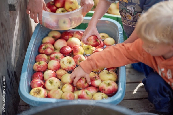 Obraz Apfelfest im Waldorfkindergarten