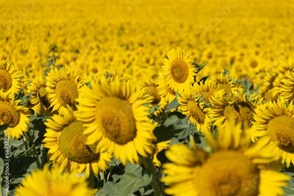 Obraz CAMPO DE GIRASOLES