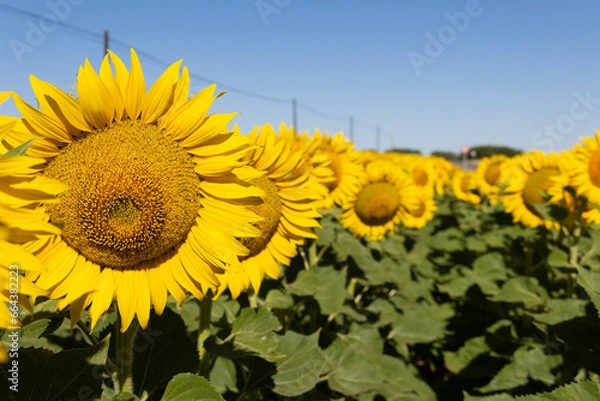 Obraz CAMPO DE GIRASOLES