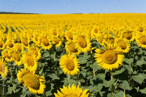 Obraz CAMPO DE GIRASOLES