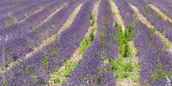 Obraz CAMPO DE LAVANDA