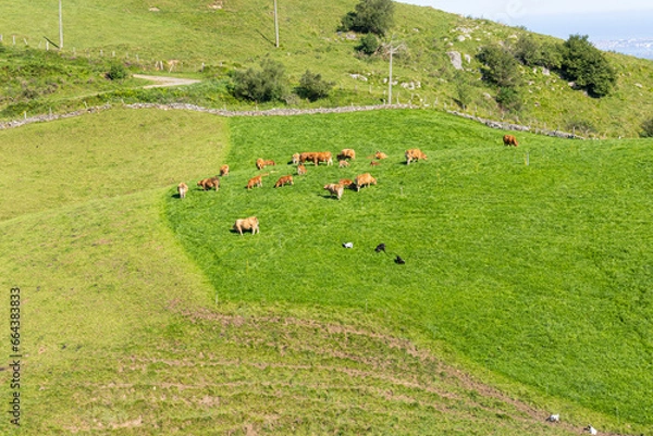 Obraz PAISAJE CON VACAS EN EL NORTE