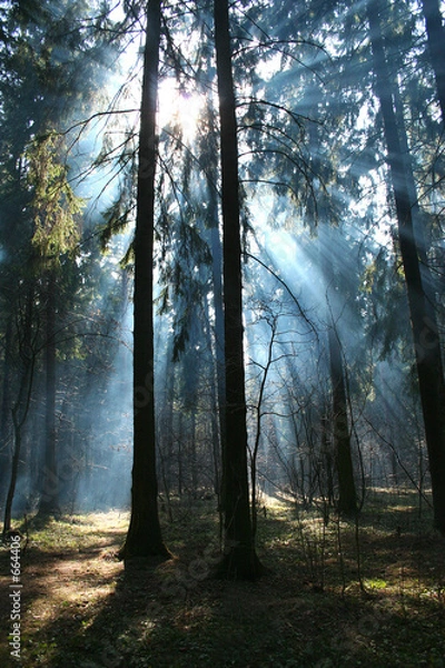 Obraz in the forest.