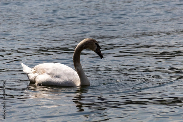 Obraz swan on the lake