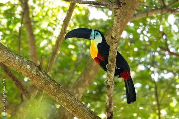 Fototapeta Exotic Channel-billed Toucan perched on a branch in the rainforest of Trinidad and Tobago