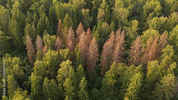 Fototapeta Aerial drone view of the dying forests