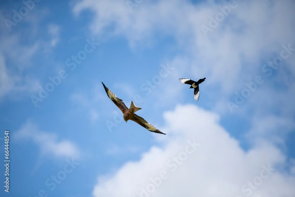 Obraz birds in sky