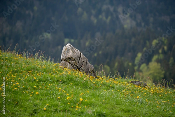 Obraz stone wall in the forest