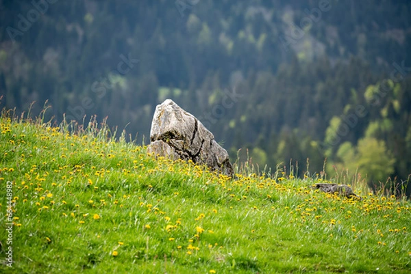 Obraz stone in the grass