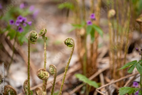 Obraz flowers in spring