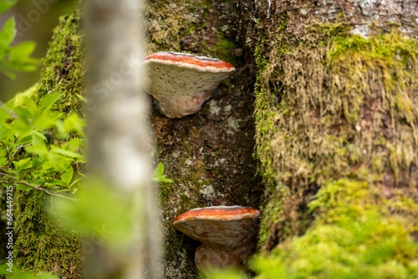 Fototapeta red mushroom on a tree