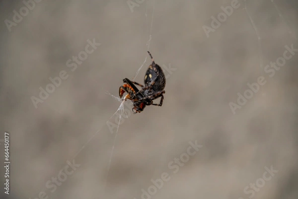 Fototapeta spider on a web