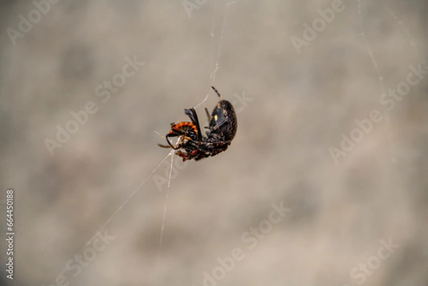 Obraz spider on a web