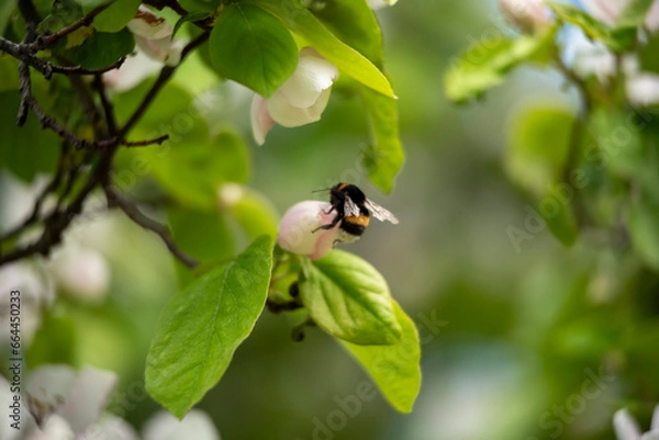 Obraz bee on a tree