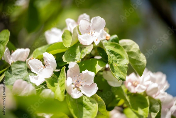 Obraz flowers in the garden