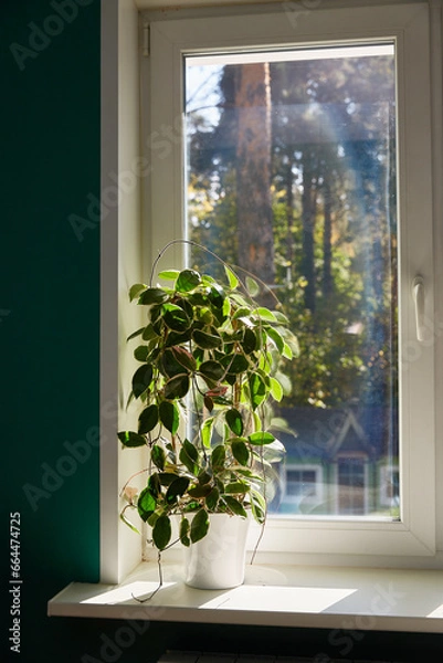 Obraz Variegated foliage of hoya carnosa variegata Krimson Queen on sunny windows sill