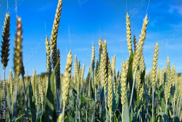 Obraz wheat