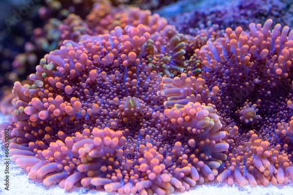 Fototapeta wunderschönes Farbspiel einer Scheibenanemone